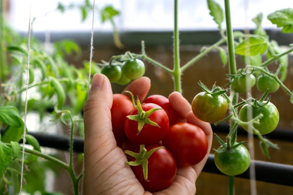 V Česku je trend pěstování rajčat na balkoně. Je to jednoduché a zvládne to každý