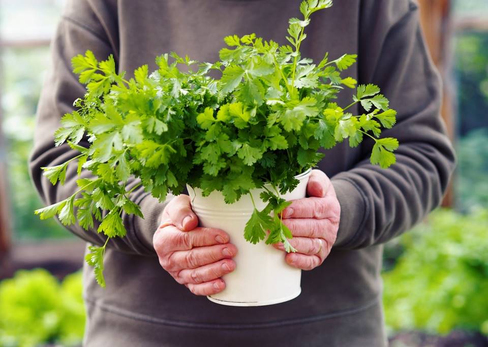 Naučte se pěstovat asijský koriandr. Využijete ho i v průběhu zimy