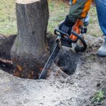 Jaké jedovaté rostliny vám rostou na zahradě? Je třeba se před nimi chránit