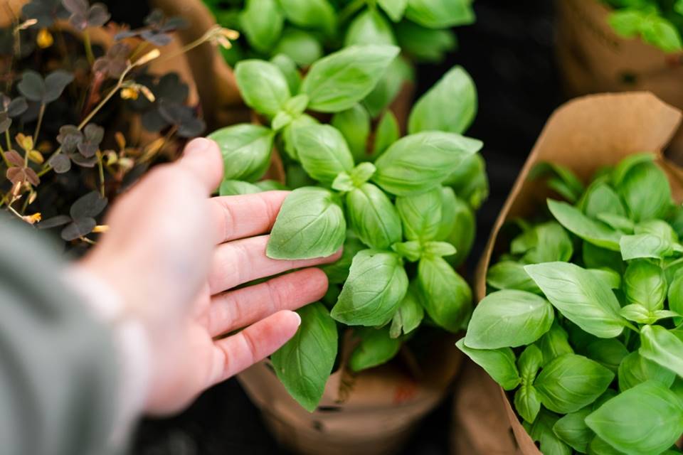 Bylinky ze supermarketu nemusí být špatné. Jednoduchý způsob, jak vám porostou i na zahradě